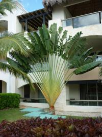 Palma poutníků (Ravenala madagascariensis)