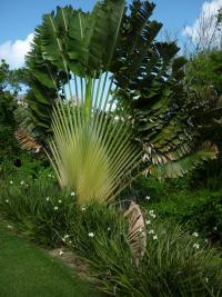 Palma poutníků (Ravenala madagascariensis)