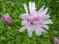 Škarda červená (Crepis rubra)