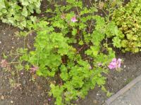 Pelargonie vonná 'Clorinda' (Pelargonium)