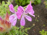 Pelargonie vonná 'Pink Capitatum' (Pelargonium)