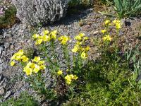 Len žlutý (Linum flavum)