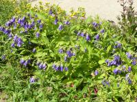 Zvonek 'Kent Belle' (Campanula)