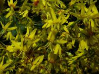 Svitel latnatý (Koelreuteria paniculata)