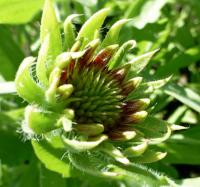 Kokarda spanilá - před rozkvětem