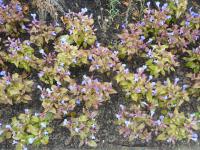 Torenie Fournierova (Torenia fournieri)
