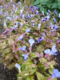 Torenie Fournierova (Torenia fournieri)