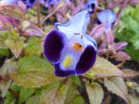Torenie Fournierova (Torenia fournieri)