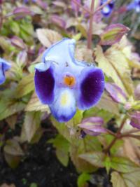 Torenie Fournierova (Torenia fournieri)