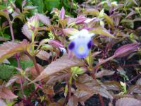 Torenie fialová (Torenia violacea)