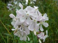 Saponaria officinalis   mydlice lékařská květy, květenství