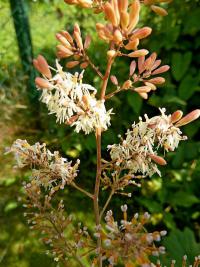 Okecek srdčitý (Macleaya cordata)