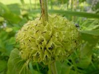 Sápa Russelova - po odkvětu (Phlomis russeliana)