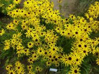 Třapatka missourijská (Rudbeckia missouriensis)