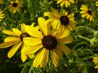 Třapatka missourijská (Rudbeckia missouriensis)