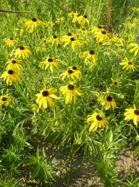 Třapatka missourijská (Rudbeckia missouriensis)