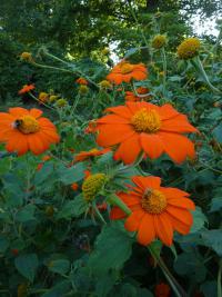 Titonie okrouhlolistá (Tithonia rotundifolia)