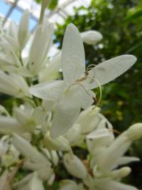 Whitfieldie (Whitfieldia elongata)