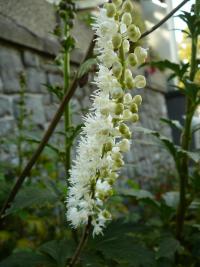 Ploštičník hroznovitý (Cimicifuga racemosa)
