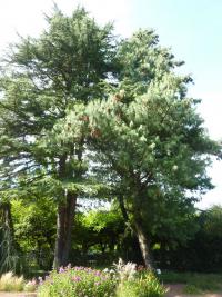 Borovice himalájská - na obrázku vpravo (Pinus wallichiana)