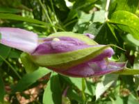 Mučenka 'Anastasia' - poupě (Passiflora)