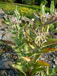 Klejicha (Asclepias speciosa)
