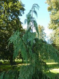 Cypřišek nutkajský