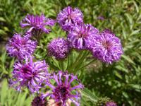 Vernonie (Vernonia arkansasa)