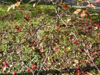 Hloh (Crataegus)