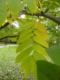 Lapina jasanolistá - list podzimní zbarvení (Pterocarya fraxinifolia)