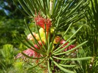 Krasavec skalní (Calothamnus rupestris)