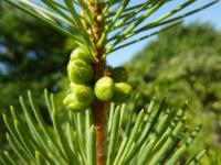 Krasavec skalní - poupě (Calothamnus rupestris)