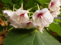 Dombeya (Dombeya burgessiae)