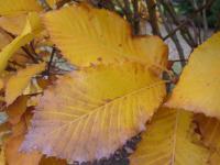Dub černomořský (Quercus pontica)