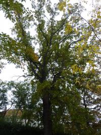 Dub velkoplodý (Quercus macrocarpa)