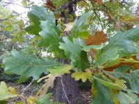 Dub velkoplodý (Quercus macrocarpa)