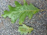 Dub velkoplodý - s listem dubu letního (Quercus macrocarpa)