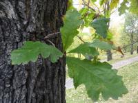 Dub velkoplodý - kmen a list (Quercus macrocarpa)