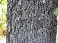Dub velkoplodý - kmen (Quercus macrocarpa)