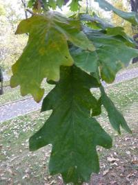 Dub velkoplodý (Quercus macrocarpa)