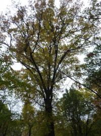 Dub velkoplodý (Quercus macrocarpa)