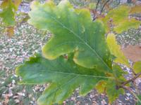 Dub velkoplodý (Quercus macrocarpa)