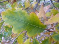 Dub velkoplodý - podzimní list (Quercus macrocarpa)