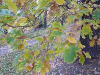 Dub velkoplodý - podzimní zbarvení (Quercus macrocarpa)