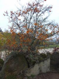 Rakytník řešetlákový (Hippophae rhamnoides)