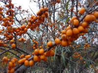 Rakytník řešetlákový (Hippophae rhamnoides)