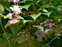 Thunbergie (Thunbergia laurifolia)