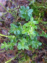 Brusinka obecná (Vaccinium vitis-idaea)