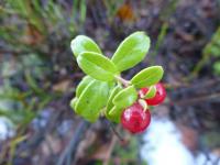 Brusinka obecná - plody v prosinci (Vaccinium vitis-idaea)