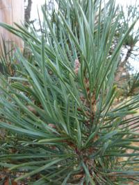 Borovice lesní 'Pyramidalis Glauca' (Pinus sylvestris)